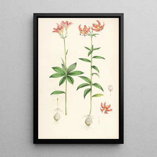 Walter Hood Fitch - Lilium medeoloides.webp