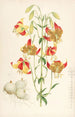 Lilium pardalinum - Walter Hood Fitch — Ansicht des Kunstwerks