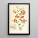 Lilium pardalinum - Walter Hood Fitch — gerahmtes Bild an der Wand