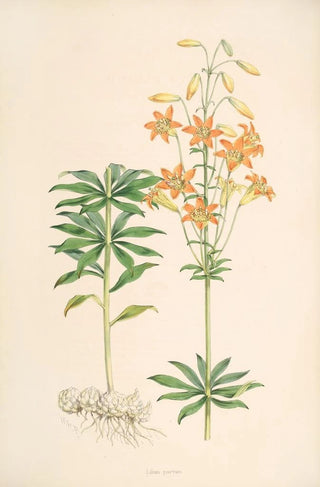 Walter Hood Fitch - Lilium parvum.webp