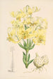 Lilium testaceum - Walter Hood Fitch — Ansicht des Kunstwerks