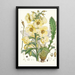 Meconopsis Nepalensis dc - Walter Hood Fitch — gerahmtes Bild an der Wand