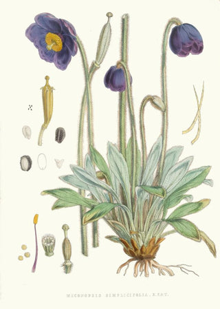 Walter Hood Fitch - Meconopsis Simplicifolia H f et T.webp