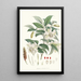 Michelia Cathcartii Hf und T - Walter Hood Fitch — gerahmtes Bild an der Wand
