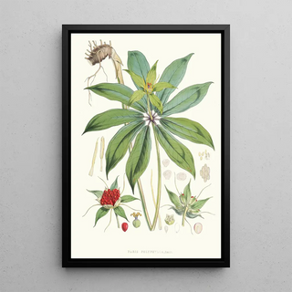 Walter Hood Fitch - Paris Polyphylla Smit.webp