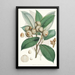 Quercus Lamellosa Ham - Walter Hood Fitch — gerahmtes Bild an der Wand