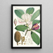 Talauma Hodgsoni Hf und T - Walter Hood Fitch — gerahmtes Bild an der Wand