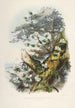 Les Rhododendrons de l'Himalaya de Sikkim Pl01 - Walter Hood Fitch — Ansicht des Kunstwerks