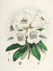 Die Rhododendren des Sikkim Himalaya Pl02 - Walter Hood Fitch — Ansicht des Kunstwerks