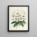 Die Rhododendren des Sikkim Himalaya Pl02 - Walter Hood Fitch — gerahmtes Bild an der Wand