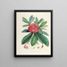 Les Rhododendrons du Sikkim Himalaya Pl03 - Walter Hood Fitch — gerahmtes Bild an der Wand