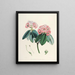 Les Rhododendrons du Sikkim Himalaya Pl05 - Walter Hood Fitch — gerahmtes Bild an der Wand