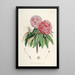 Les Rhododendrons de l'Himalaya de Sikkim Pl06 - Walter Hood Fitch — gerahmtes Bild an der Wand
