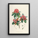 Die Rhododendren des Himalaya von Sikkim Pl07 - Walter Hood Fitch — gerahmtes Bild an der Wand