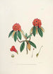 Les Rhododendrons de l'Himalaya de Sikkim Pl08 - Walter Hood Fitch — Ansicht des Kunstwerks