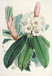 Les Rhododendrons de l'Himalaya de Sikkim Pl09 - Walter Hood Fitch — Ansicht des Kunstwerks