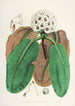 Die Rhododendren des Himalaya von Sikkim Pl10 - Walter Hood Fitch — Ansicht des Kunstwerks