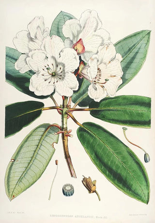 Walter Hood Fitch - The Rhododendrons of SikkimHimalaya Pl11.webp