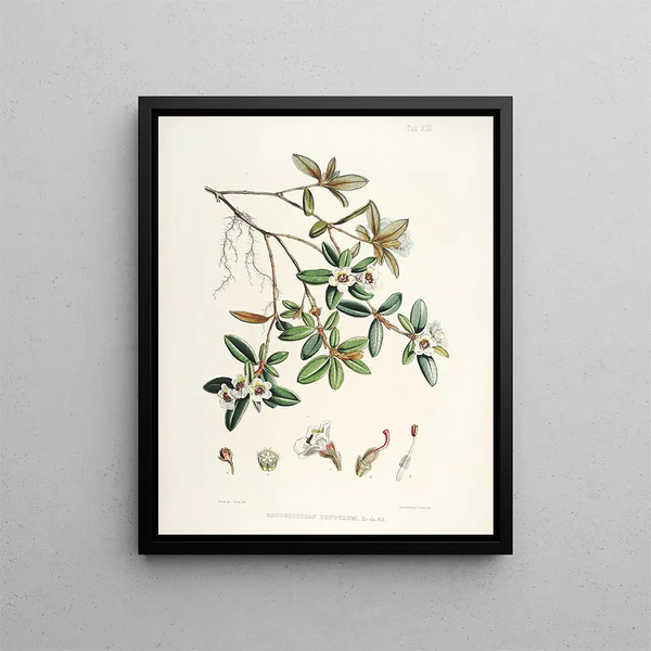 Walter Hood Fitch - The Rhododendrons of SikkimHimalaya Pl13.webp