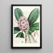 Les Rhododendrons de l'Himalaya de Sikkim Pl15 - Walter Hood Fitch — gerahmtes Bild an der Wand