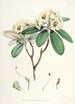 Les Rhododendrons de l'Himalaya de Sikkim Pl16 - Walter Hood Fitch — Ansicht des Kunstwerks