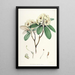 Les Rhododendrons de l'Himalaya de Sikkim Pl16 - Walter Hood Fitch — gerahmtes Bild an der Wand