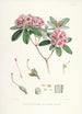 Les Rhododendrons de l'Himalaya de Sikkim Pl17 - Walter Hood Fitch — Ansicht des Kunstwerks