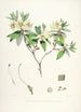 Die Rhododendren des Himalaya von Sikkim Pl19 - Walter Hood Fitch — Ansicht des Kunstwerks