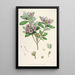 Les Rhododendrons de l'Himalaya de Sikkim Pl24 - Walter Hood Fitch — gerahmtes Bild an der Wand
