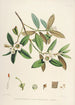Les Rhododendrons de l'Himalaya de Sikkim Pl28 - Walter Hood Fitch — Ansicht des Kunstwerks