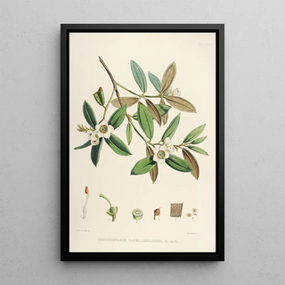 Walter Hood Fitch - The Rhododendrons of SikkimHimalaya Pl28.webp