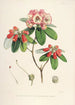 des Himalaya-Rhododendrons aus Sikkim Pl29 - Walter Hood Fitch — Ansicht des Kunstwerks