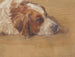 Studie eines Hundekopfes - Walther Gamerith — Ansicht des Kunstwerks