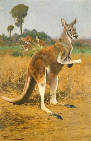 Wilhelm Kuhnert - Red Kangaroos In The Outback.webp