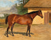 Pferd braun im Paddock - Wilhelm Richter — Ansicht des Kunstwerks
