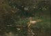 Enten - Willem Maris — Ansicht des Kunstwerks