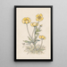 Boutons d'or - Willem Wenckebach — gerahmtes Bild an der Wand