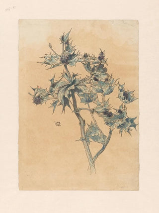 Willem Wenckebach - Distels.webp