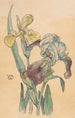 Iris - Willem Wenckebach — Ansicht des Kunstwerks