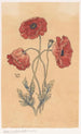 Mohnblumen - Willem Wenckebach — Ansicht des Kunstwerks