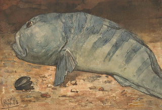 Willem Witsen - Side View of a Fish.webp