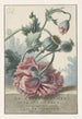 Mohnblumen - Willem van Leen — Ansicht des Kunstwerks