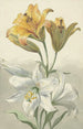 Lys jaunes et blancs - Willem van Leen — Ansicht des Kunstwerks