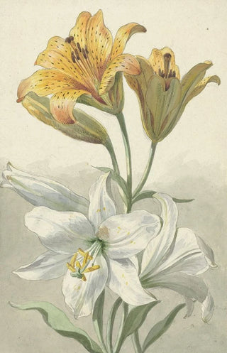 Willem van Leen - Yellow and White Lilies.webp