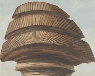 Willey Reveley - Back View of the Head of the Sphinx.webp