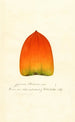 Diospyros Hachiya - William Henry Prestele — Ansicht des Kunstwerks
