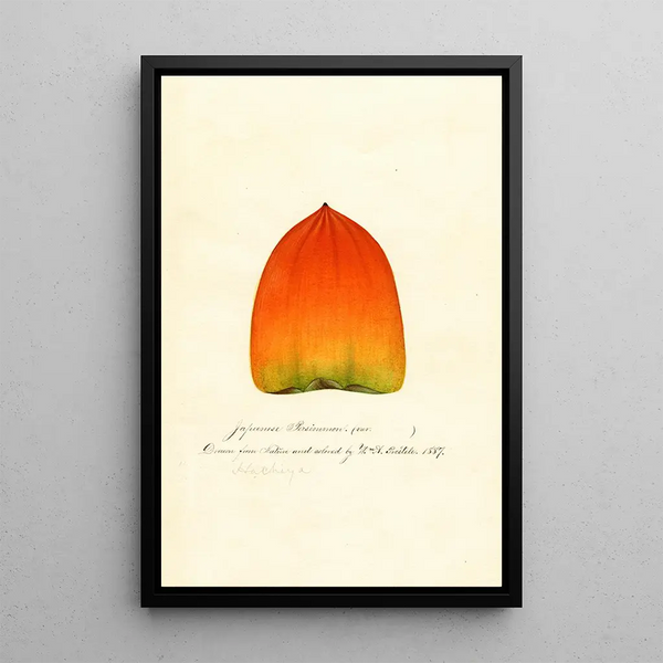 William Henry Prestele - Diospyros Hachiya.webp