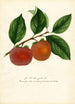 Diospyros Zengi - William Henry Prestele — Ansicht des Kunstwerks