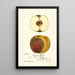 Malus domestica Genesee Chief - William Henry Prestele — gerahmtes Bild an der Wand