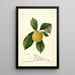 Prunus domestica Ogon - William Henry Prestele — gerahmtes Bild an der Wand